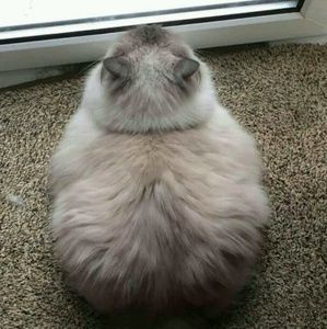 Meet your Posher, Jocelyn